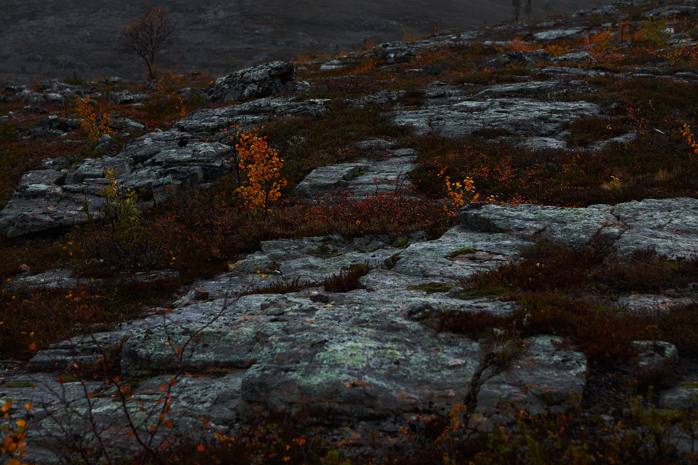 Finnish-Nature-09