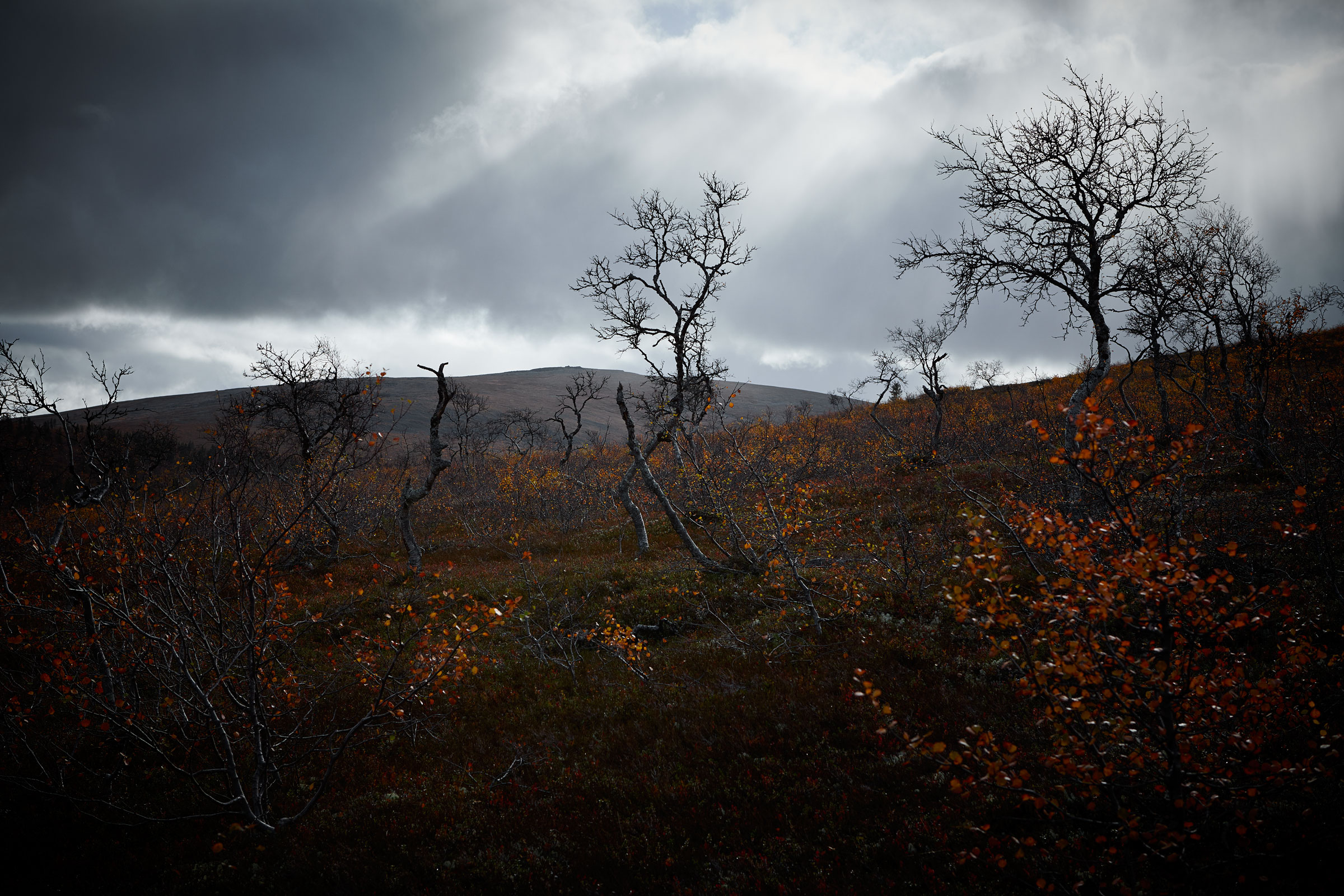 Finnish-Nature-10